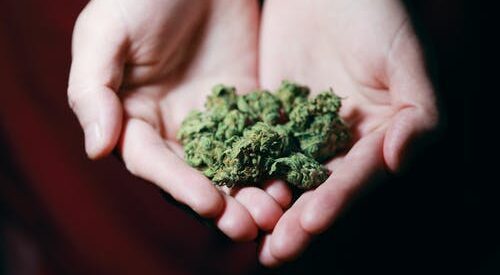 Cannabis Legalization: CBD’s Health Benefits
